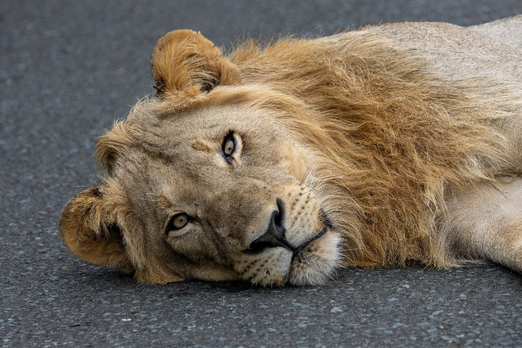 Premium Textil-Leinwand Auge in Auge mit dem Löwen in Südafrika