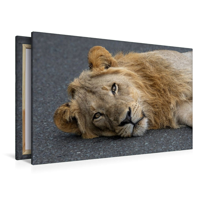 Premium Textil-Leinwand Auge in Auge mit dem Löwen in Südafrika