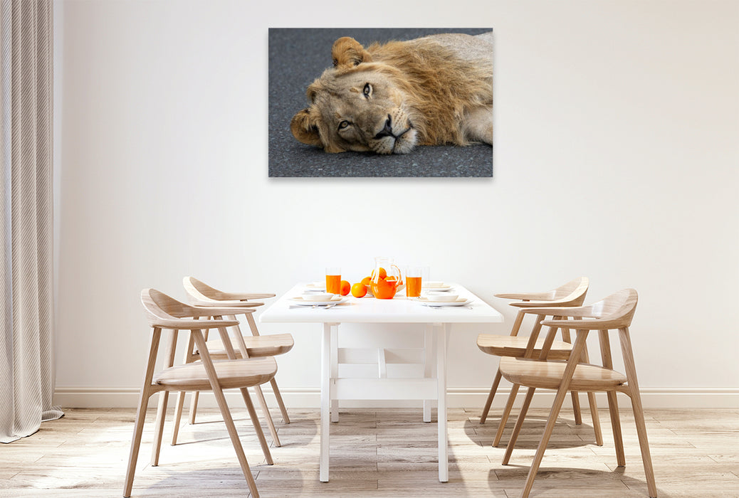 Premium Textil-Leinwand Auge in Auge mit dem Löwen in Südafrika