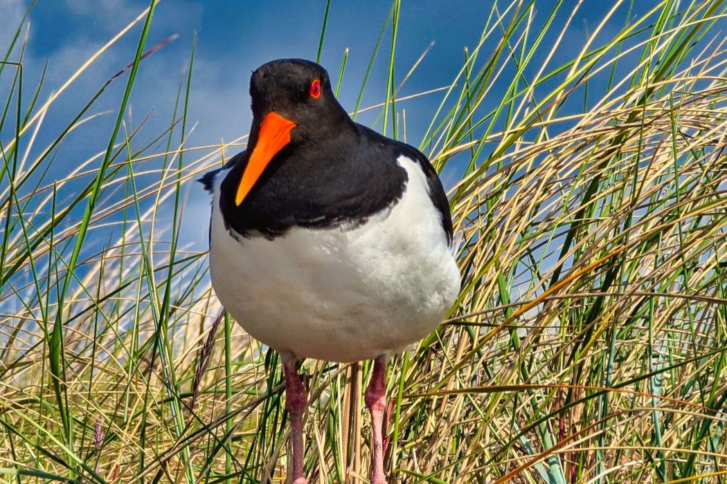 Premium Textil-Leinwand Einheimischer