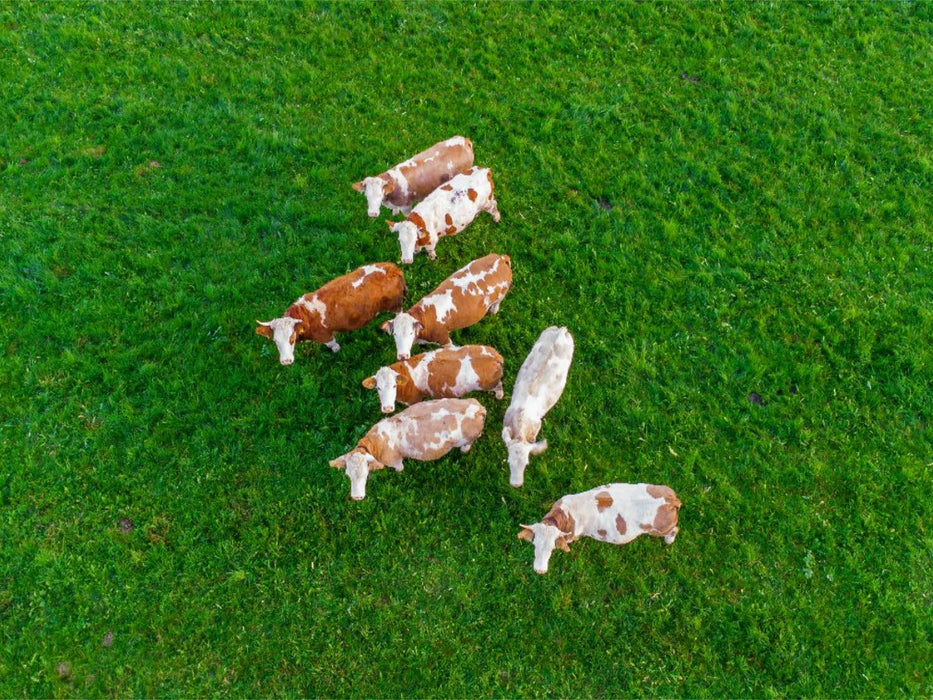 Mehrere braun-weiße Kühe grasen friedlich auf einer saftig grünen Weide im Allgäu aus der Luft - CALVENDO Foto-Puzzle'