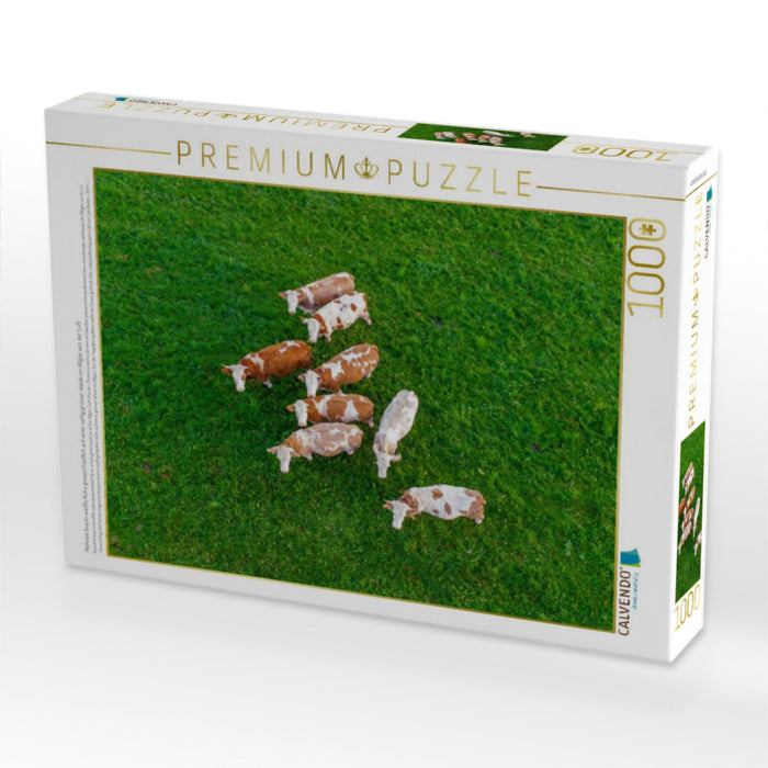 Mehrere braun-weiße Kühe grasen friedlich auf einer saftig grünen Weide im Allgäu aus der Luft - CALVENDO Foto-Puzzle'