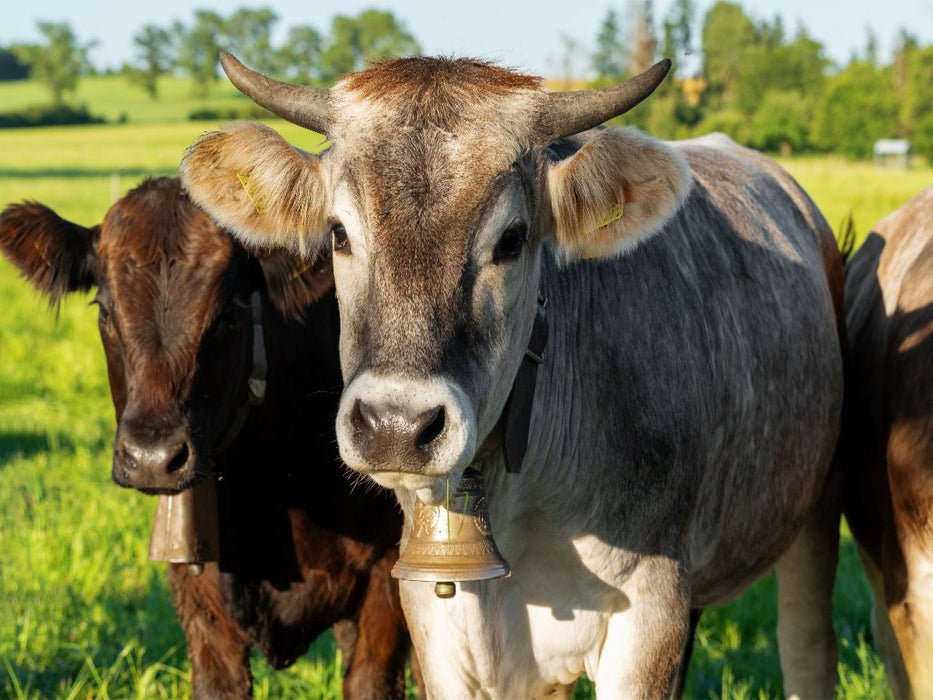 Zwei Kühe mit Glocken stehen auf einer grünen Wiese im Unterallgäu - CALVENDO Foto-Puzzle'