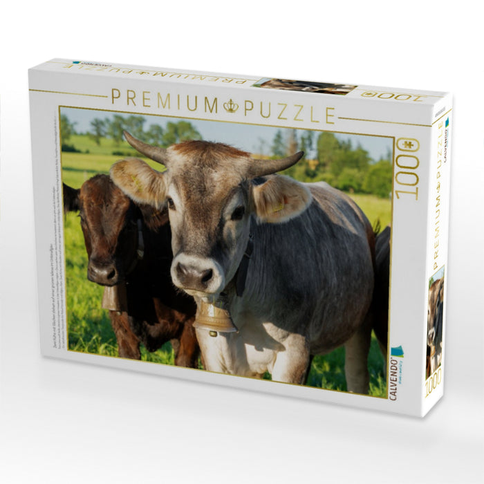 Zwei Kühe mit Glocken stehen auf einer grünen Wiese im Unterallgäu - CALVENDO Foto-Puzzle'