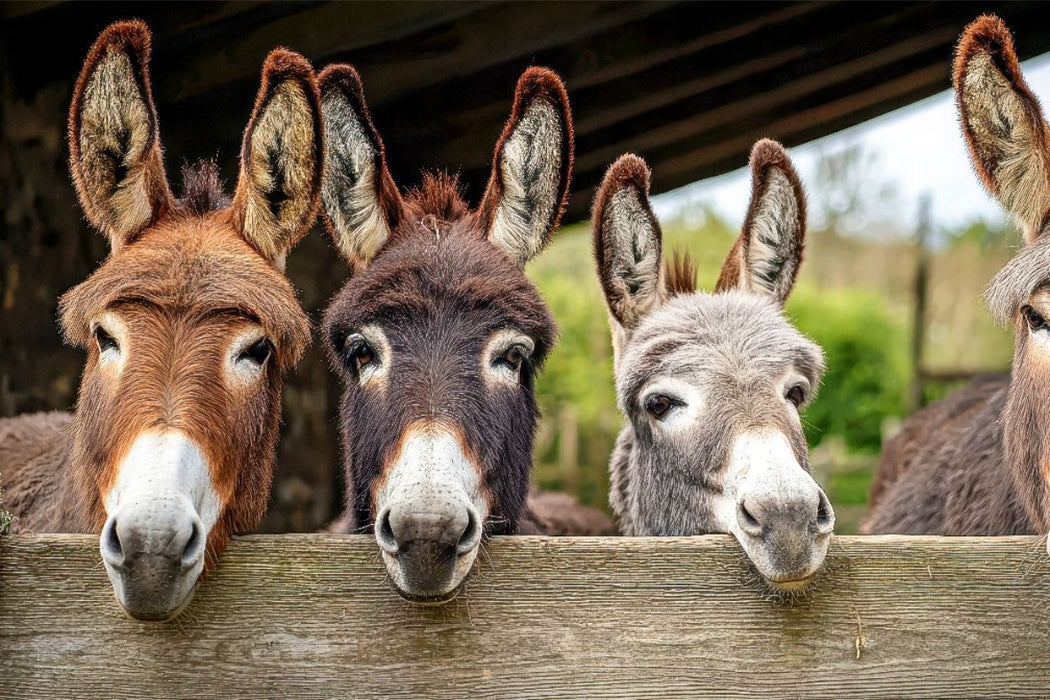 Premium Textil-Leinwand Wir warten schon auf euch!