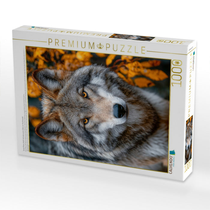 Great Plains Wolf mit intensivem Blick im Herbstwald - CALVENDO Foto-Puzzle'