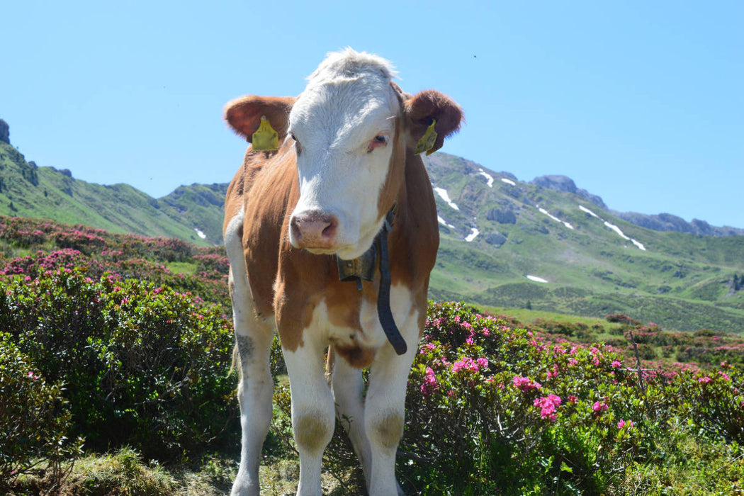 Premium Textil-Leinwand Begegnung mit einer wunderschönen Kuh auf der Seiseralm in Südtirol