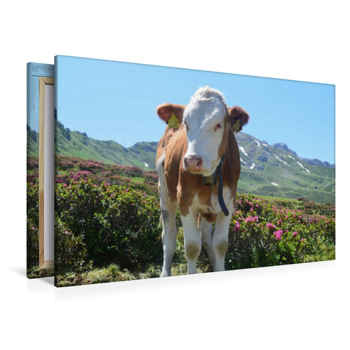Premium Textil-Leinwand Begegnung mit einer wunderschönen Kuh auf der Seiseralm in Südtirol
