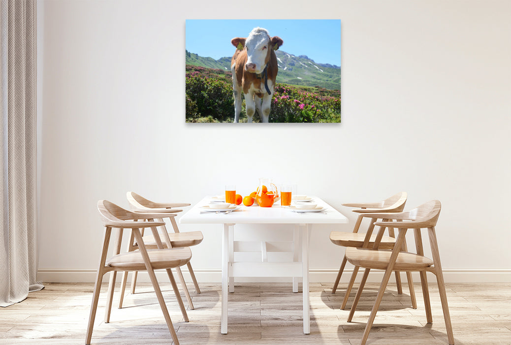Premium Textil-Leinwand Begegnung mit einer wunderschönen Kuh auf der Seiseralm in Südtirol