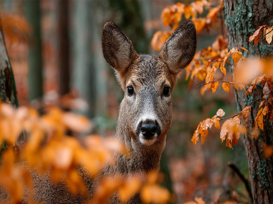 Reh im herbstlichen Wald zwischen orangefarbenem Laub - CALVENDO Foto-Puzzle'