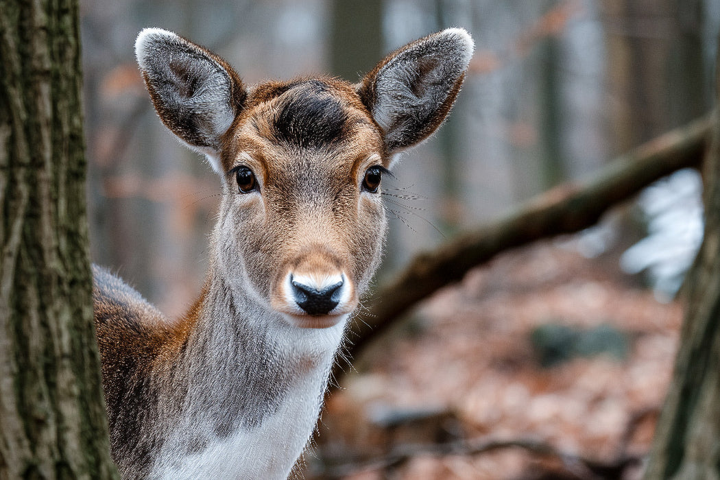 Premium Textil-Leinwand Junges Reh zwischen Bäumen in herbstlichem Wald