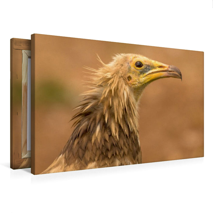 Premium Textil-Leinwand Ägyptischer Geier im Porträt