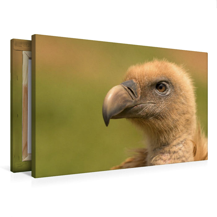 Premium Textil-Leinwand Gänsegeier im Porträt