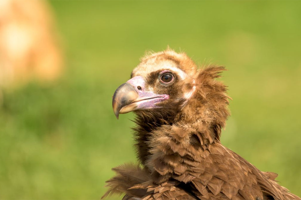 Premium Textil-Leinwand Mönchsgeier im Porträt