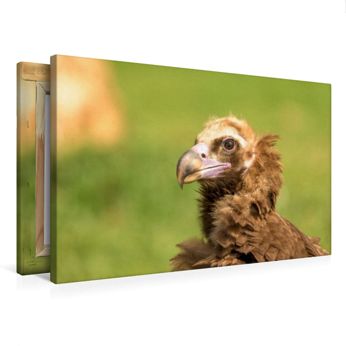 Premium Textil-Leinwand Mönchsgeier im Porträt