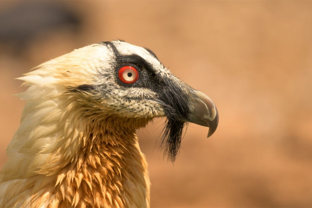 Premium Textil-Leinwand Bartgeier im Porträt