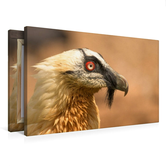 Premium Textil-Leinwand Bartgeier im Porträt