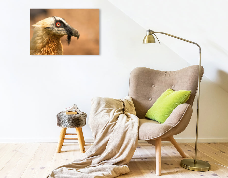 Premium Textil-Leinwand Bartgeier im Porträt