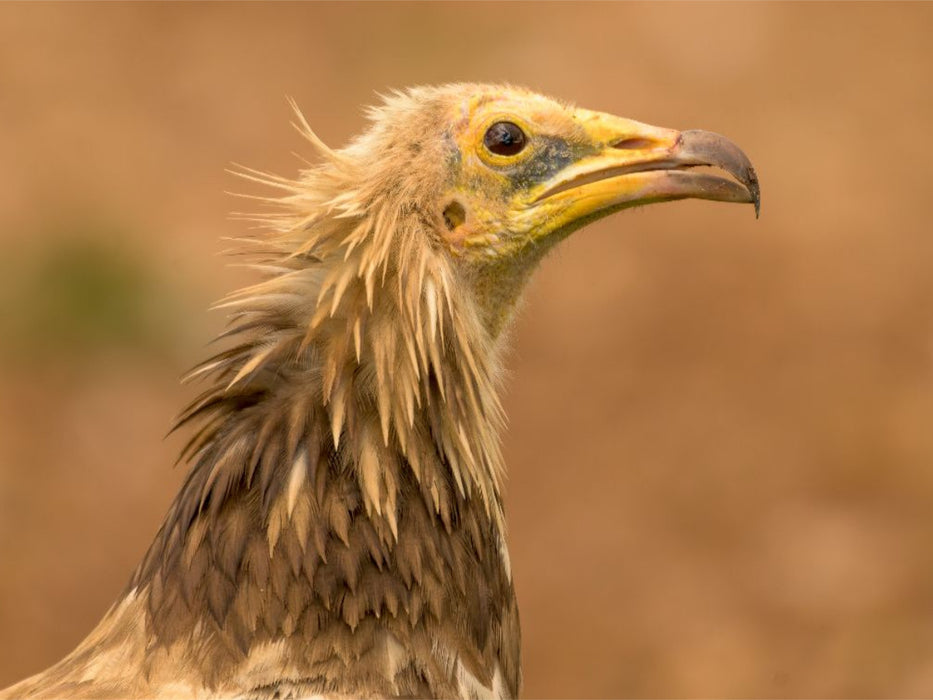 Ägyptischer Geier im Porträt - CALVENDO Foto-Puzzle'