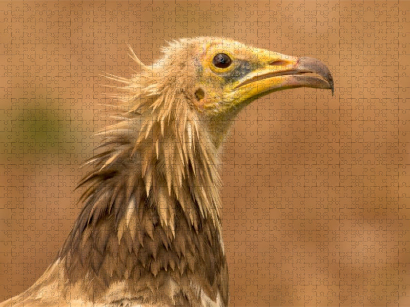 Ägyptischer Geier im Porträt - CALVENDO Foto-Puzzle'