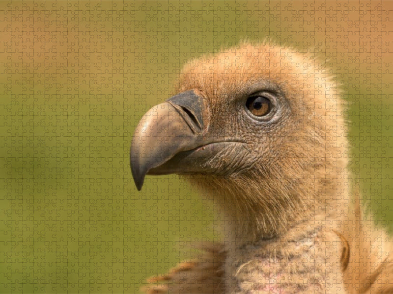 Gänsegeier im Porträt - CALVENDO Foto-Puzzle'