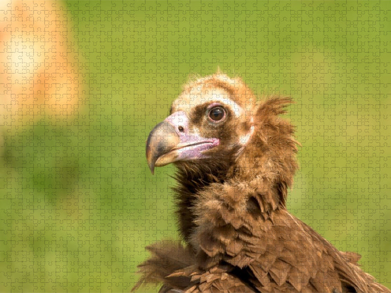 Mönchsgeier im Porträt - CALVENDO Foto-Puzzle'