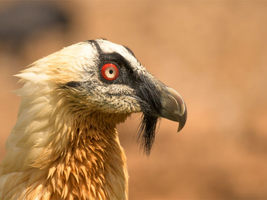 Bartgeier im Porträt - CALVENDO Foto-Puzzle'