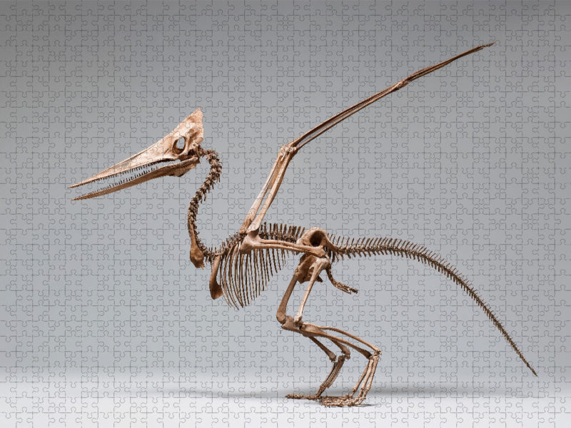 Pteranodon-Skelett mit Flügelspannweite und Kammprofil - CALVENDO Foto-Puzzle'