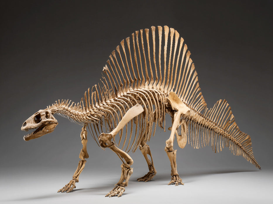 Dinosaurier Spinosaurus-Skelett mit langem Kiefer und Rückensegel - CALVENDO Foto-Puzzle'