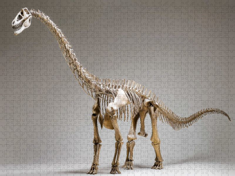 Dinosaurier Brachiosaurus-Skelett mit langem Hals und kräftigem Körper - CALVENDO Foto-Puzzle'