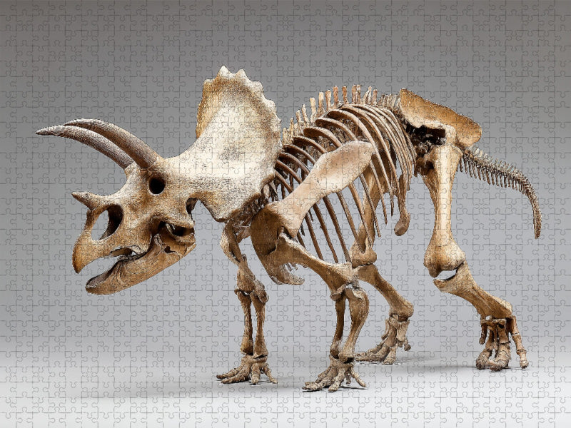 Dinosaurier Triceratops-Skelett mit Hörnern und großem Nackenschild - CALVENDO Foto-Puzzle'