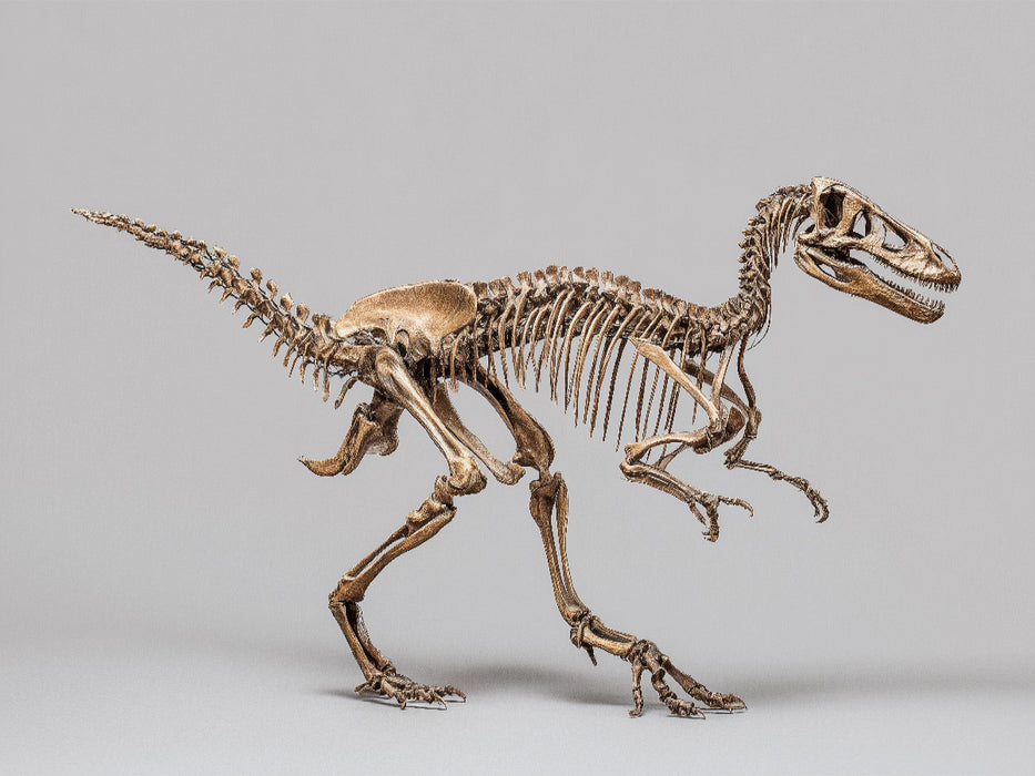 Dinosaurier Velociraptor-Skelett - kleiner Raubsaurier mit langen Krallen - CALVENDO Foto-Puzzle'