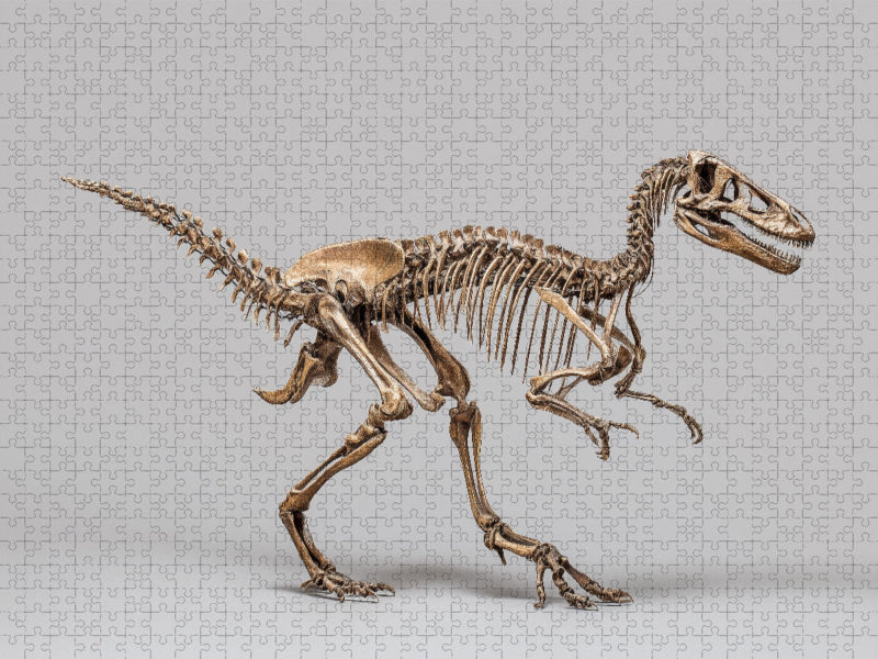 Dinosaurier Velociraptor-Skelett - kleiner Raubsaurier mit langen Krallen - CALVENDO Foto-Puzzle'
