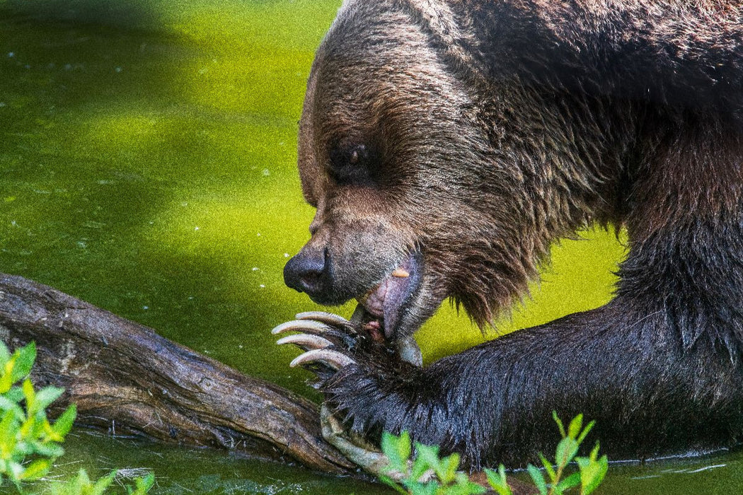 Premium Textil-Leinwand Fressaktion