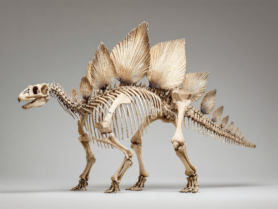 Stegosaurus-Skelett mit Rückenschildern und Stachelschwanz - CALVENDO Foto-Puzzle'