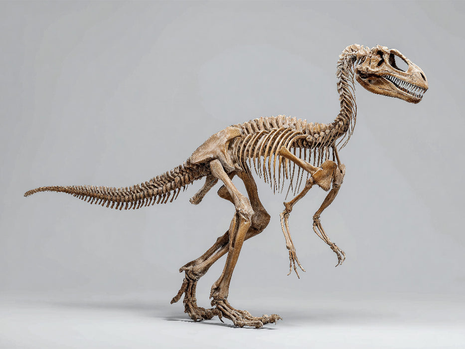 Deinonychus-Skelett - Raubsaurier mit Kletterkrallen - CALVENDO Foto-Puzzle'