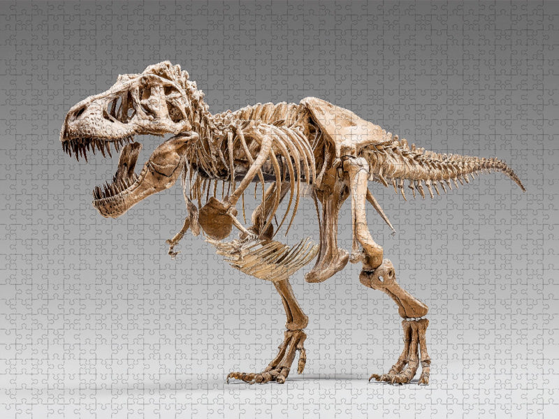 Dinosaurier Tyrannosaurus Rex - König der Jäger - CALVENDO Foto-Puzzle'