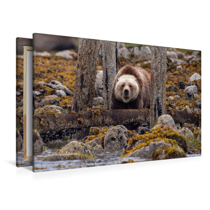 Premium Textil-Leinwand Auf der Lauer