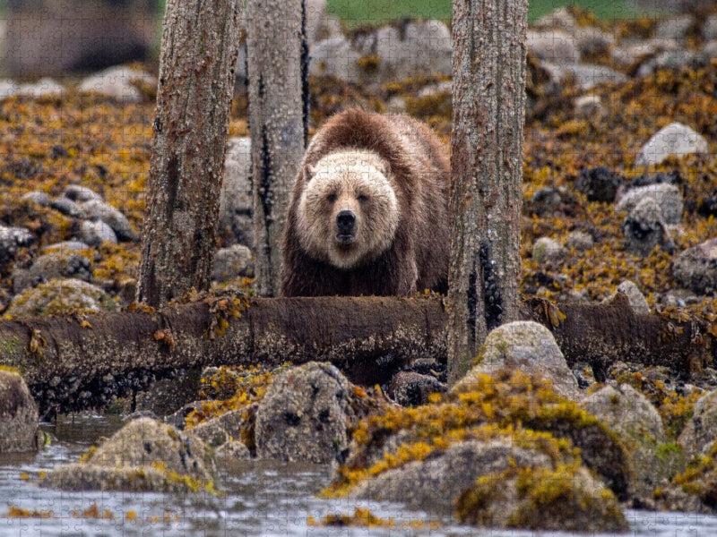 Auf der Lauer - CALVENDO Foto-Puzzle'