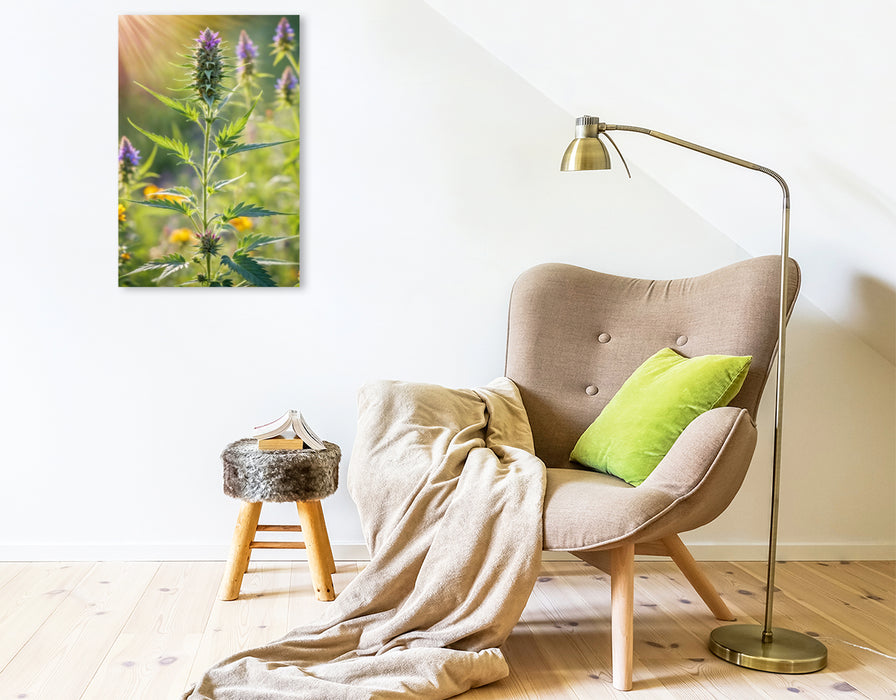 Premium Textil-Leinwand Marihuanablüte im Sonnenlicht - Hanfpflanze im Sommer