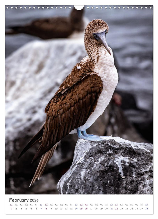 Wildlife - The wildlife of the Galapagos Islands (CALVENDO Monthly Calendar 2026)