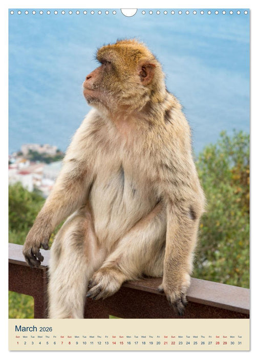 Gibraltar - Home of the Barbary apes on the Rock (CALVENDO Monthly Calendar 2026)