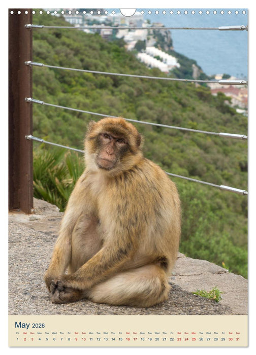 Gibraltar - Home of the Barbary apes on the Rock (CALVENDO Monthly Calendar 2026)