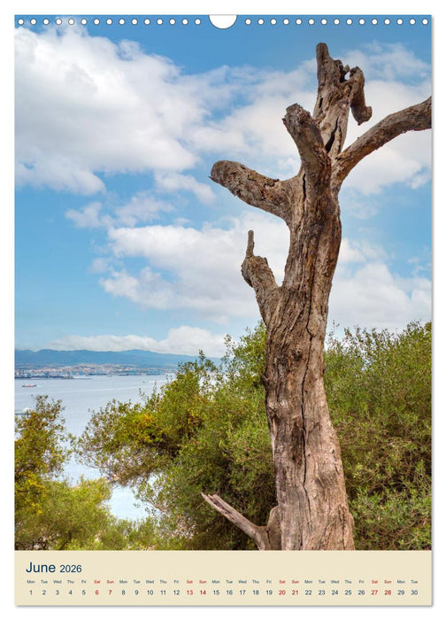 Gibraltar - Home of the Barbary apes on the Rock (CALVENDO Monthly Calendar 2026)