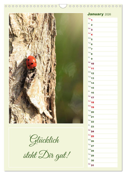Ladybug, lucky charm with seven dots (CALVENDO Monthly Calendar 2026)