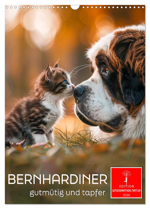Saint Bernards - good-natured and brave (CALVENDO Monthly Calendar 2026)