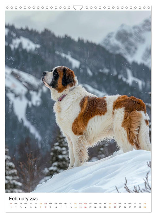 Saint Bernards - good-natured and brave (CALVENDO Monthly Calendar 2026)
