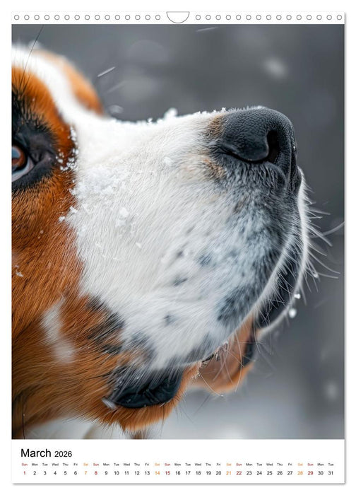 Saint Bernards - good-natured and brave (CALVENDO Monthly Calendar 2026)