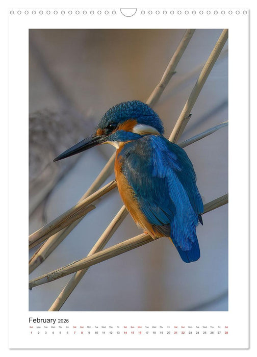 Animal Vienna (CALVENDO Monthly Calendar 2026)