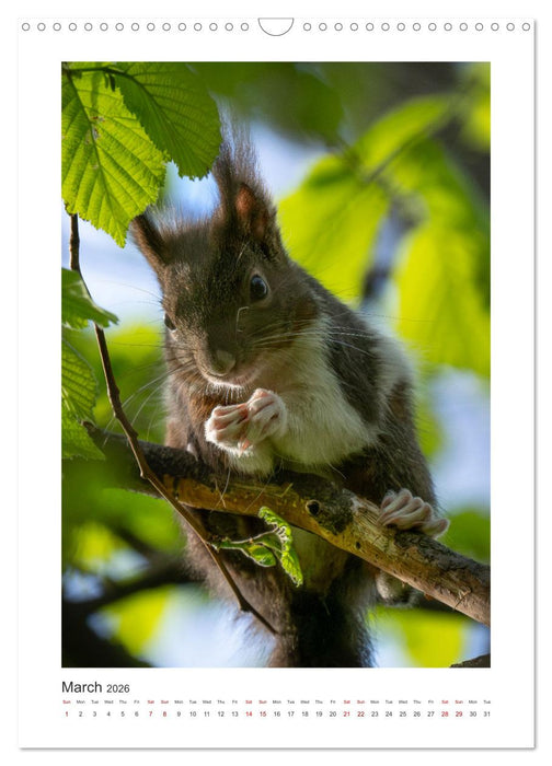 Animal Vienna (CALVENDO Monthly Calendar 2026)